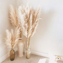 Kit com 10 Plumas Naturais | Capim dos Pampas Elegante - House Prime Brasil